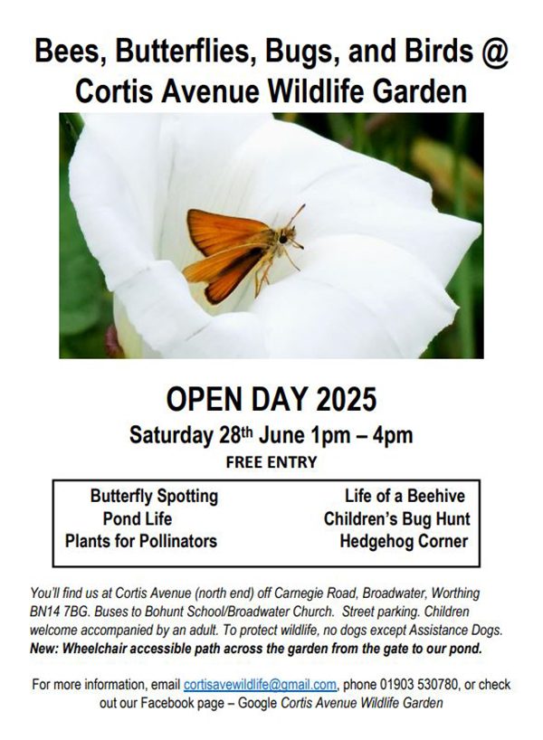 Cortis open June 25 for web